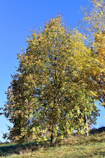 Tilleul (Tilia cordata) dans un parc public