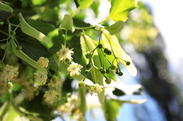 Tilleul vert avec de jeunes feuilles fraîches et fleurir à l'extérieur le jour de printemps ensoleillé gros plan