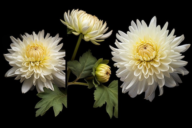 Time-lapse Macro série de fleurs de chrysanthème