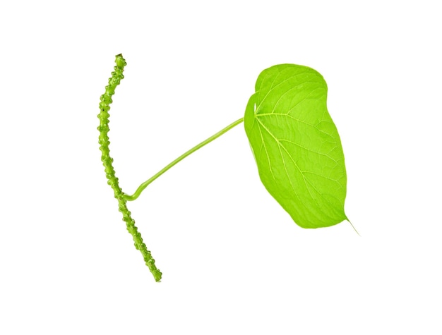 Tinospora cordifolia ou bora phet thai nom avec des feuilles vertes isolé sur fond blanc