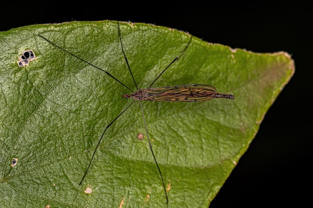 Photo tipule limoniid adulte