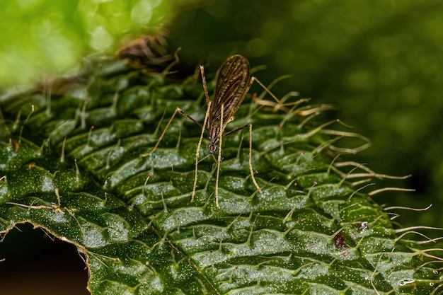 Photo tipule limoniid adulte