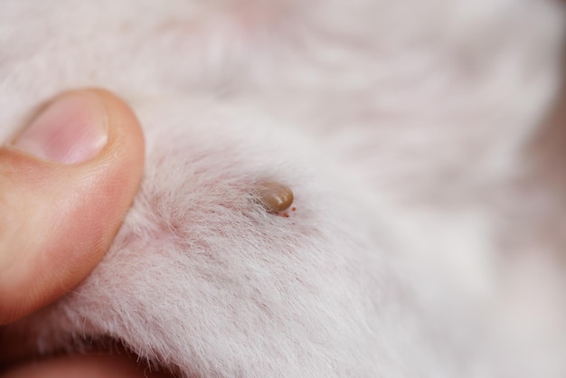 Photo tique sur un animal chien ou chat tique piqûre de près focalisation sélective