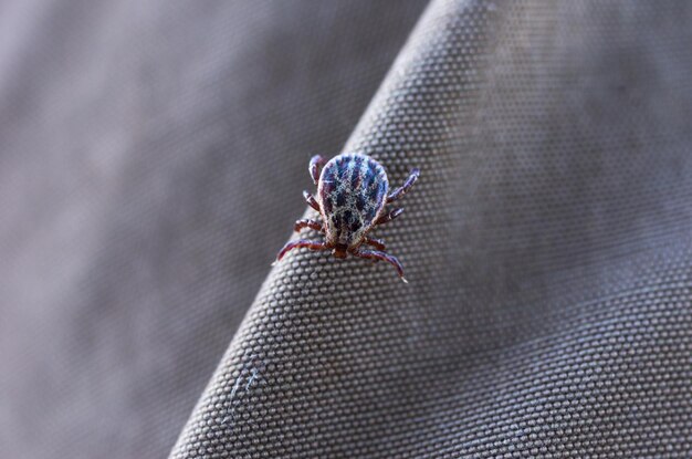 Photo les tiques sur les vêtements, les insectes suceurs de sang, en gros plan.