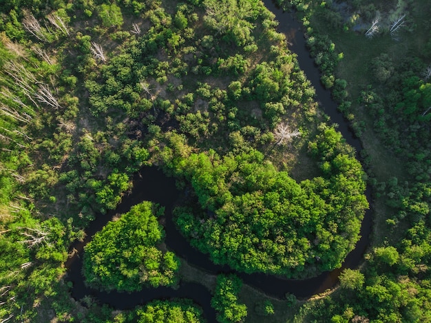 Tir aérien de drone du paysage de juin d'été avec la rivière