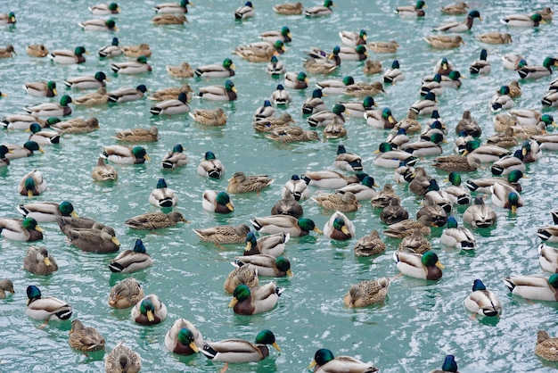 Tir Horizontal D'un Troupeau De Colverts Et De Canards Nageant Sur L'eau Bleue Pendant La Journée