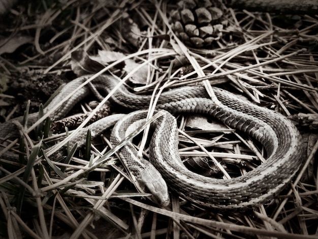 Tir noir et blanc d'une couleuvre rayée enroulée dans un nid d'herbe