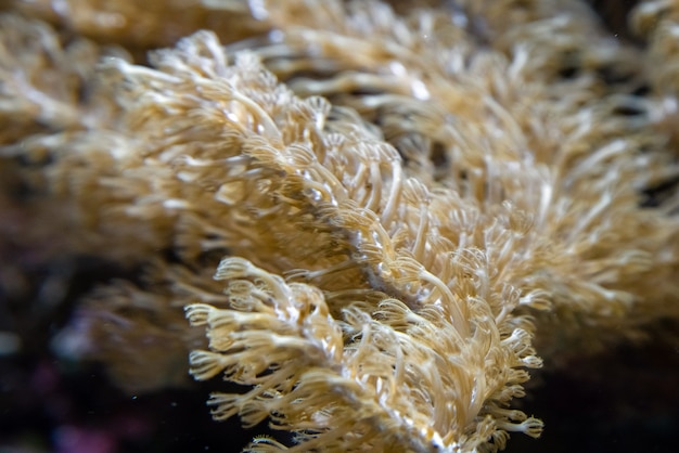 Tir sous-marin d'une colonie de corail champignon jaune (Fungiidae) sur le récif dans le réservoir de l'aquarium. Coraux colorés poussant au fond de l'océan.