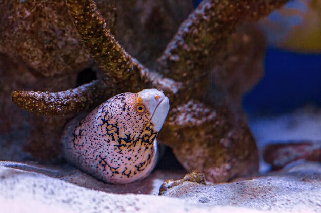 Tir sous-marin de poissons Echidna nebulosa