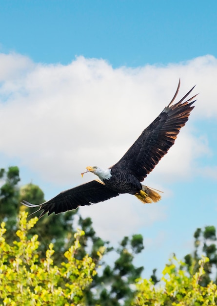 Tir vertical d'un aigle volant avec un poisson dans sa bouche