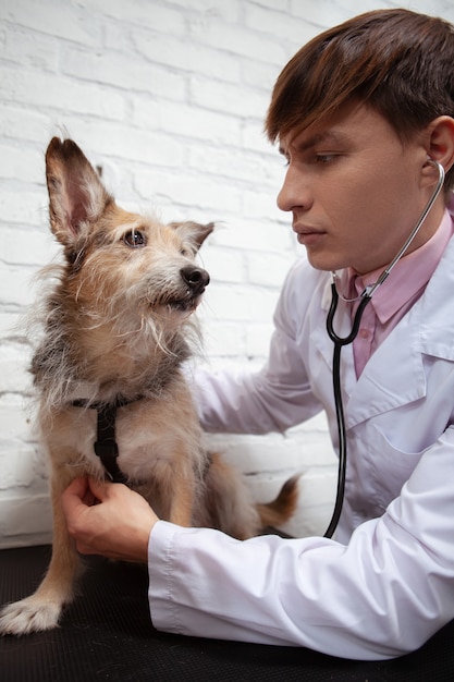 Tir vertical d'un beau vétérinaire mâle vérifiant le coeur de mignon chien de sauvetage, à l'aide d'un stéthoscope