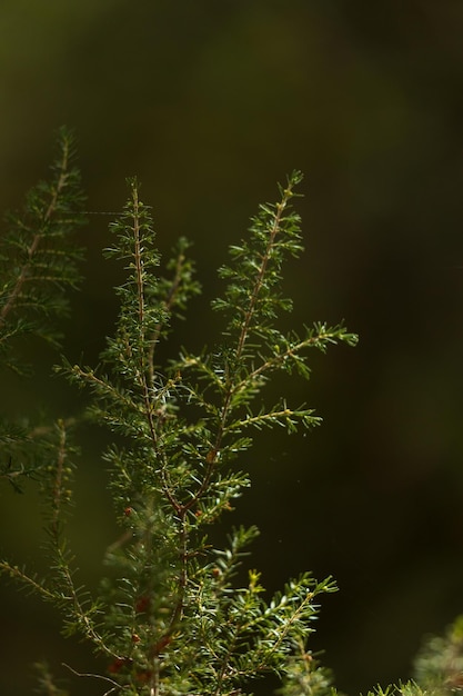 Tir vertical d'une branche d'un arbre dans une forêt