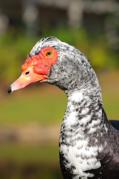 Tir vertical d'un canard sauvage