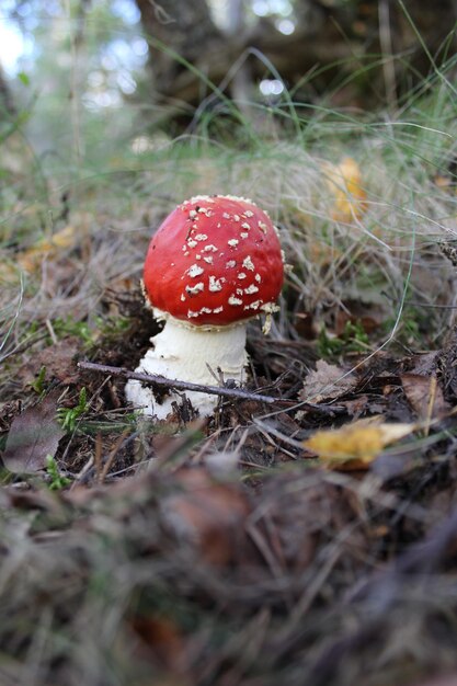 Tir vertical de champignon dans une forêt pendant la journée