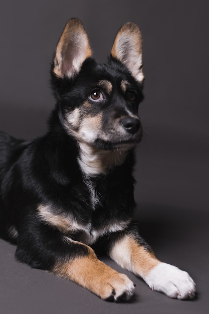 Tir vertical d'un chien ludique à côté