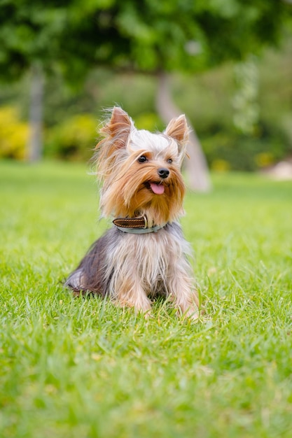 Tir vertical d'un chien Yorkshire terrier assis sur l'herbe dans le parc