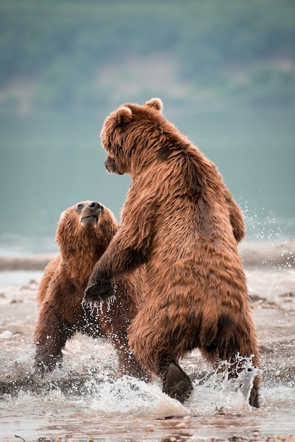 Tir vertical de deux ours bruns russes combattant dans un lac