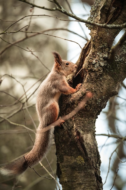 Tir vertical d'un écureuil renard sur une branche d'arbre avec un arrière-plan flou