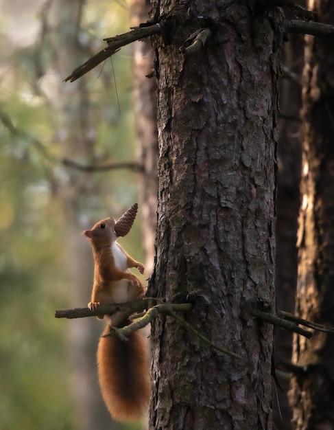 Tir vertical d'un écureuil roux Sciurus vulgaris mangeant une pomme de pin