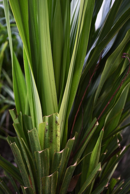 Tir vertical de feuilles de chou vert sur un arrière-plan flou