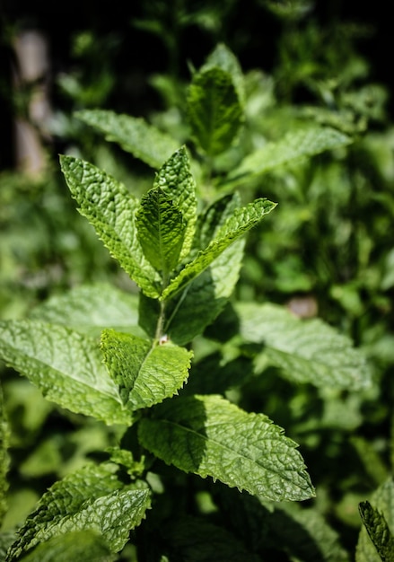 Tir vertical de feuilles de menthe poivrée sous la lumière du soleil