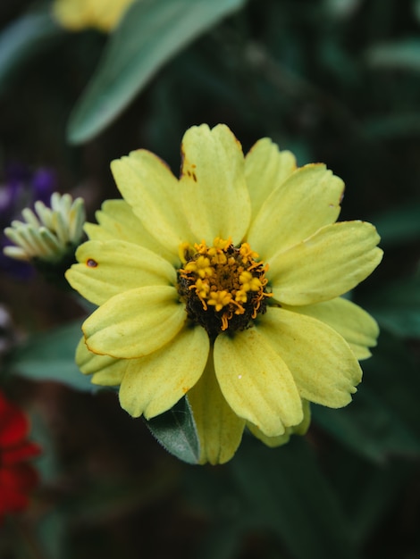 Tir vertical de fleur de zinnia jaune