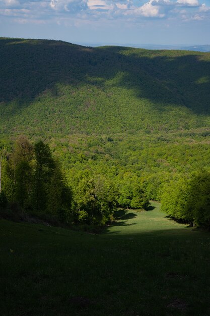 Tir vertical d'une forêt