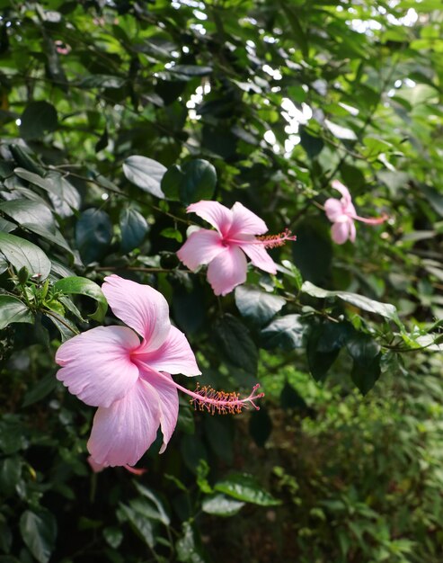 Tir vertical d'hibiscus rose sur fond vert