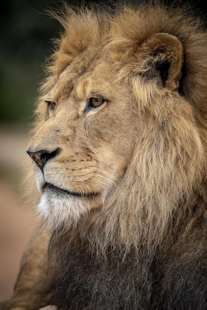 Tir vertical d'un lion dans le désert