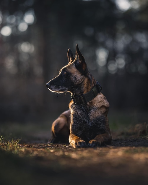 Tir vertical d'un Malinois belge assis dans la forêt