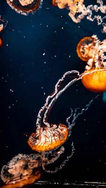 Tir vertical de méduses colorées et vibrantes dans un aquarium