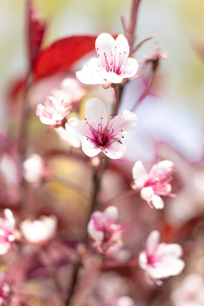 Tir vertical de prune cerise en fleurs sur une branche d'arbre