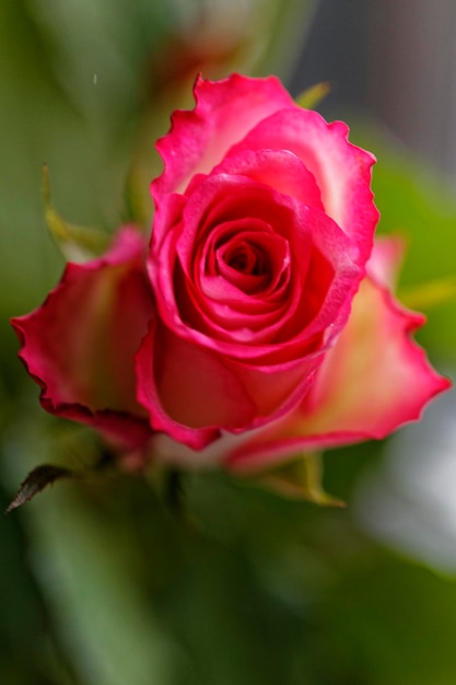 Tir vertical d'une rose rose dans un jardin pendant la journée