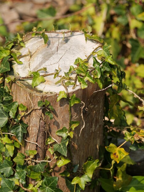 Photo tir vertical d'une souche d'arbre couverte de feuilles vertes à l'extérieur pendant la journée