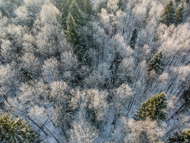 Photo tiré d'un drone forêt d'hiver par une froide matinée ensoleillée