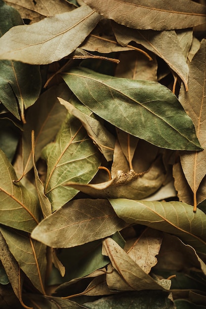 Tiré d'un tas de feuilles de laurier qui sont utilisées pour aromatiser les repas