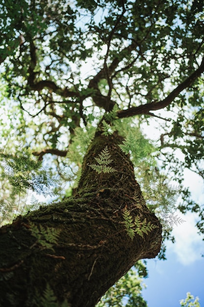 Tiré d'un tronc d'arbre du bas Il y a des fougères et de la végétation dessus