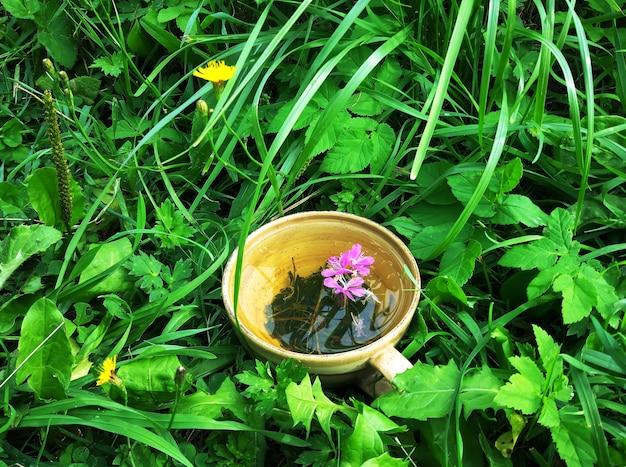 Tisane naturelle avec des fleurs et des feuilles violettes médicales d'épilobe dans une tasse en céramique sur l'herbe verte d'été.