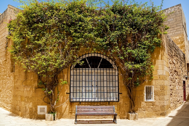 Tissage de plantes vertes sur la façade du bâtiment, Mdina, Malte