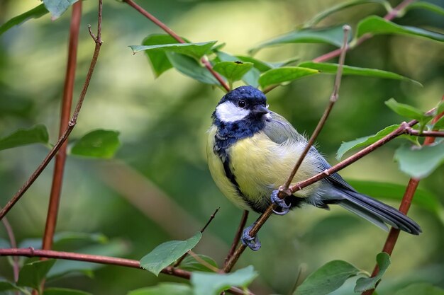 Tit sur un arbre dans la forêt