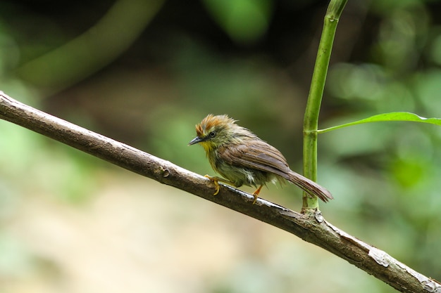 Tit Babbler à rayures (Macronus gularis)