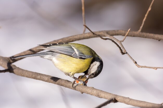 Tit sur une branche