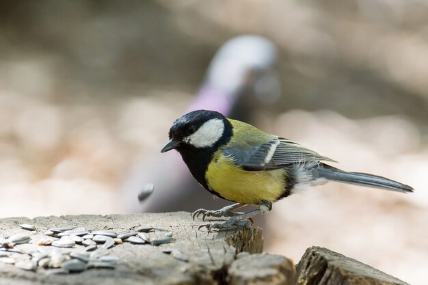 Tit sur une branche