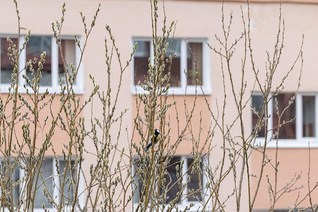 Photo tit sur les branches de saule dans un environnement urbain bourgeons ouverts