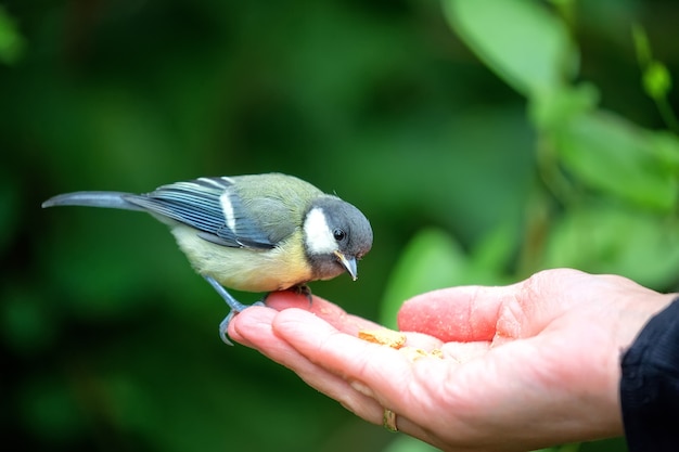 Tit manger de la main