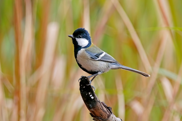 Tit Parus minor Oiseaux de Thaïlande