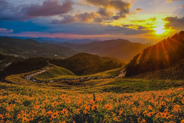 Tithonia diversifolia (Hemsl.) A.Gray.) au coucher du soleil à Doi Mae U-Kho Mae Hong Son Province, Thaïlande