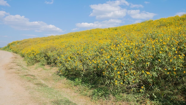 Tithonia diversifolia ou route du ciel bleu tournesol mexicain à Mae Moh districtLampang provinceThailand