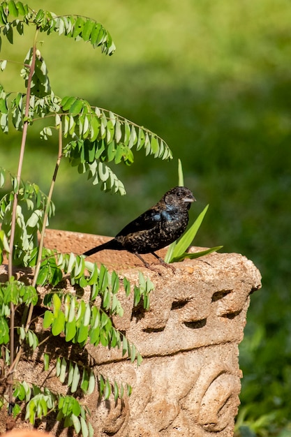 Le Tiziu (Volatinia jacarina) est un oiseau néotropical de la famille des thraupidae qui vit du sud du Mexique jusqu'en Argentine/Brésil.