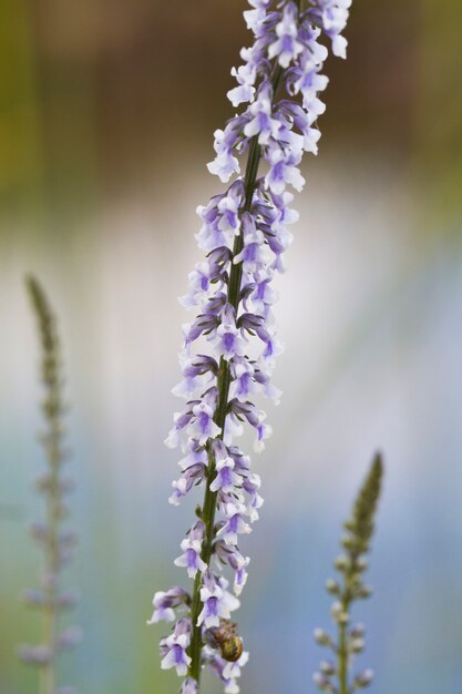 Toadflax à feuilles de marguerite (Anarrhinum bellidifolium)